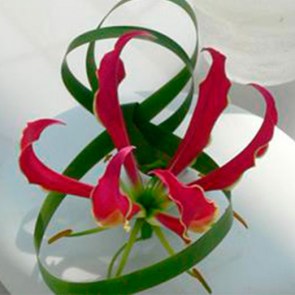 Gloriosa-in-Spiegel-Vase.jpg